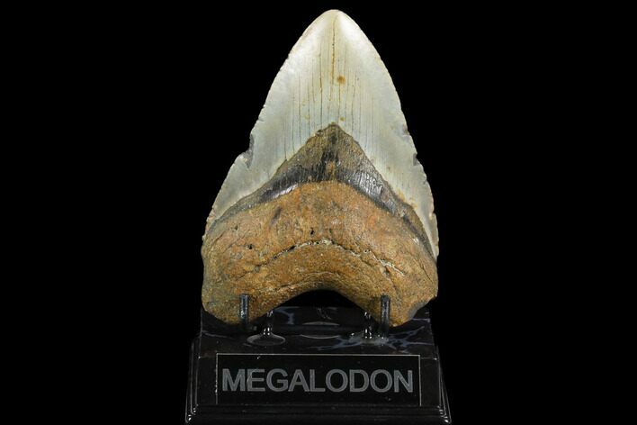 Fossil Megalodon Tooth - North Carolina #124351